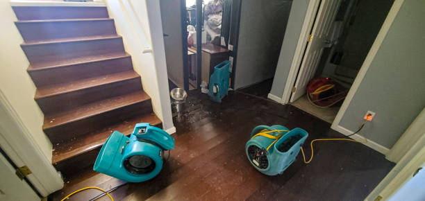 Best Mold removal after water damage  in Belle Chasse, LA