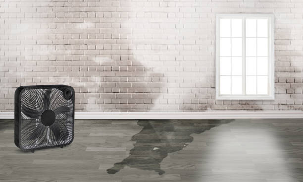Best Water damage restoration specialists  in Belle Chasse, LA